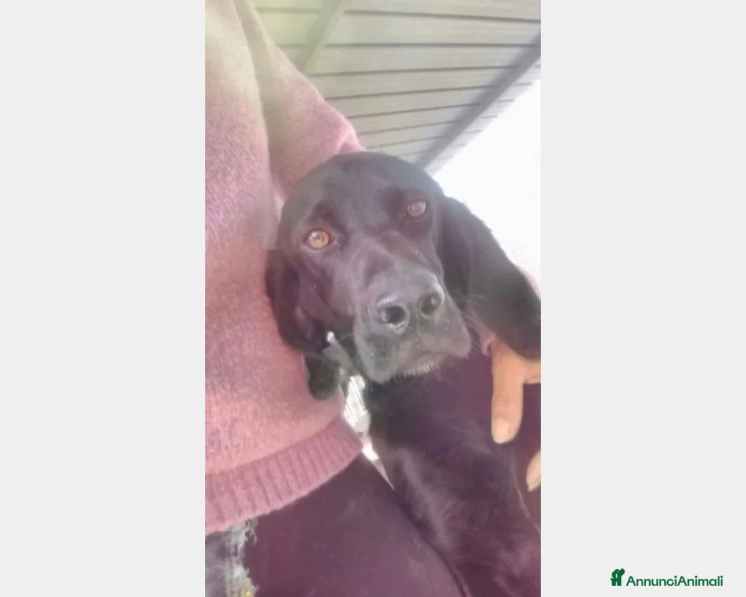 Bracco cani in regalo: Mix Bracco 4anni salvato da tempo in canile PUGLIA a Milano - Annuncio 2