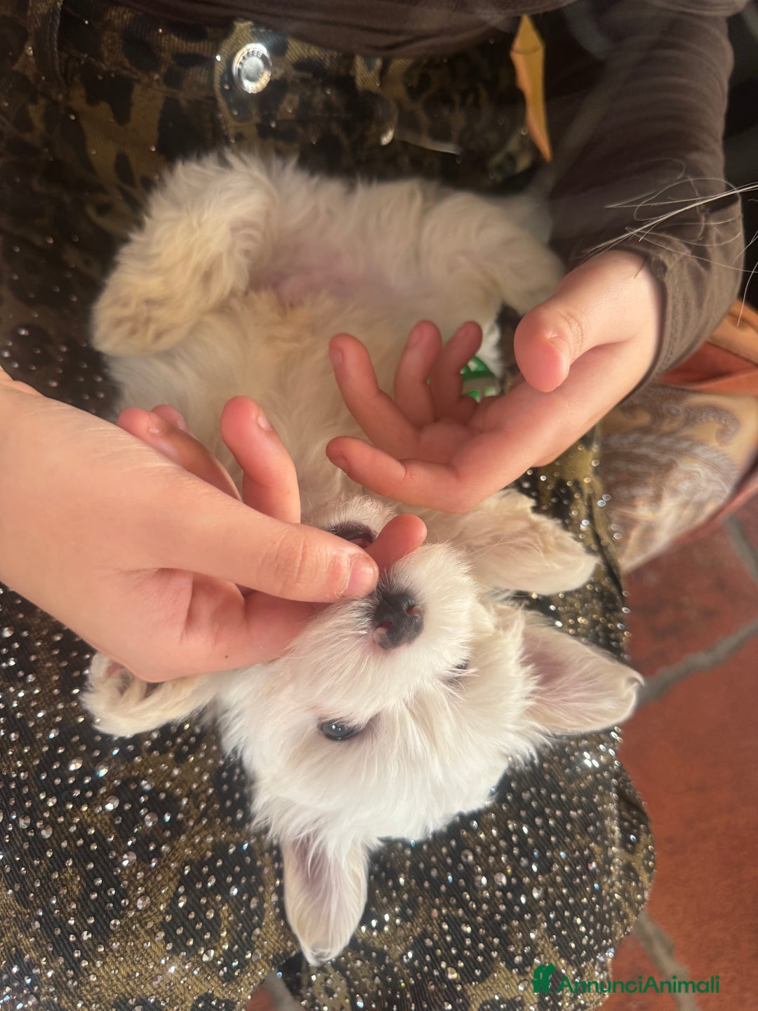 Maltese cani in vendita: Maltesi toy - Annuncio 5