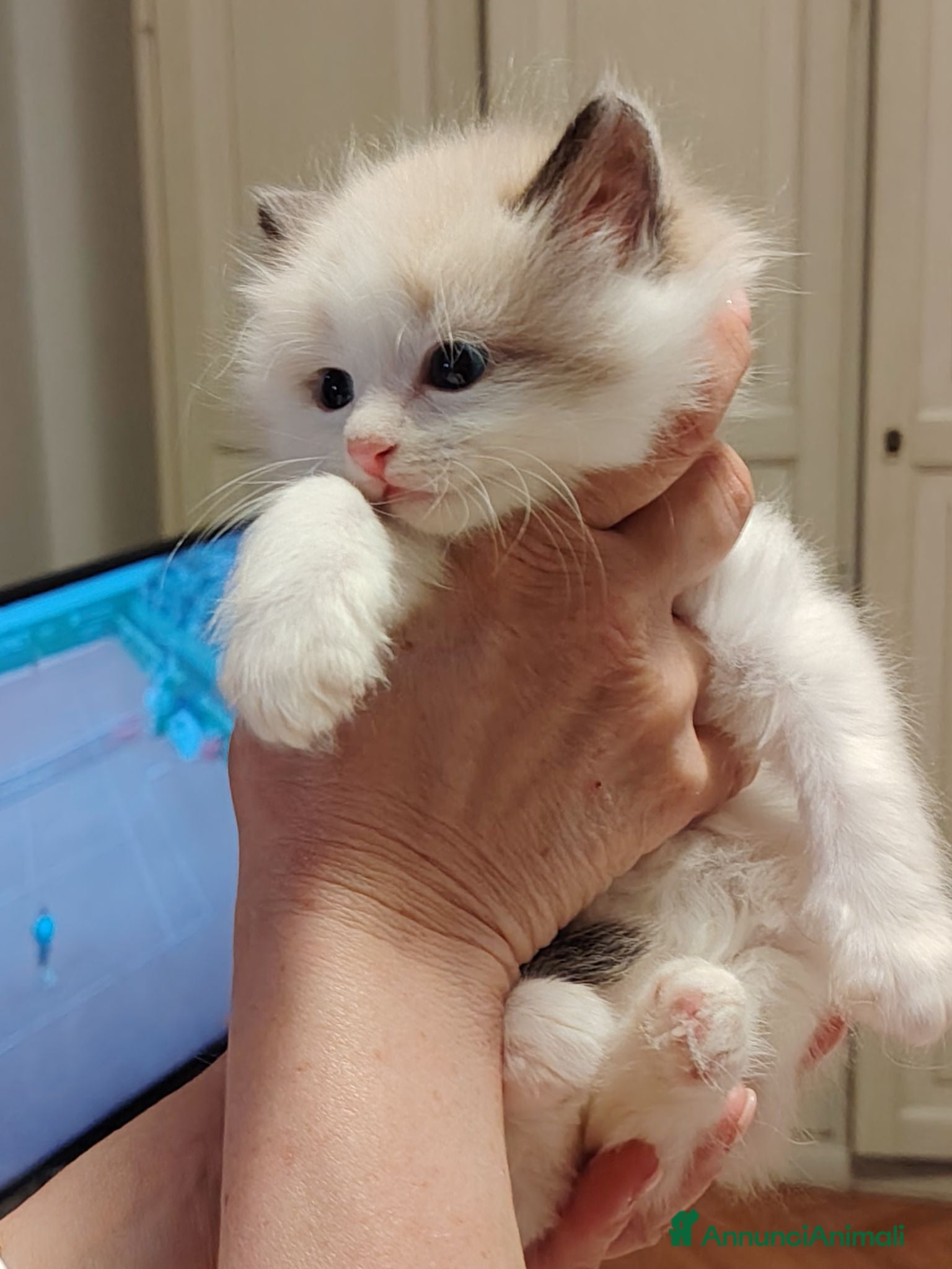 Siberiano gatti Gatti cuccioli Siberiani - Annuncio 1