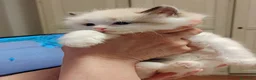 Siberiano gatti in vendita: Gatti cuccioli Siberiani a Provincia di Forlì-Cesena - Annuncio 11