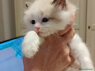 Siberiano gatti Gatti cuccioli Siberiani - Annuncio 1