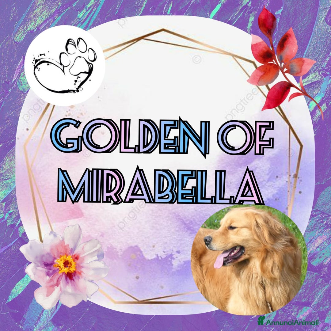Golden Retriever cani in vendita: Golden cuccioli  - Annuncio 1