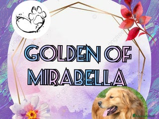 Golden Retriever cani Golden cuccioli - Annuncio 1