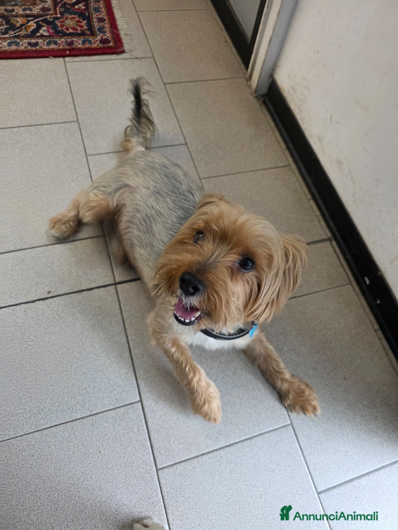 Yorkshire cani Cedo BOMBER York di 8 anni disp. a dare incentivo - Annuncio 1