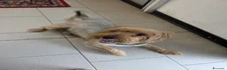 Yorkshire cani in regalo: Cedo BOMBER York di 8 anni disp. a dare incentivo a Provincia di Pesaro e Urbino - Annuncio 1
