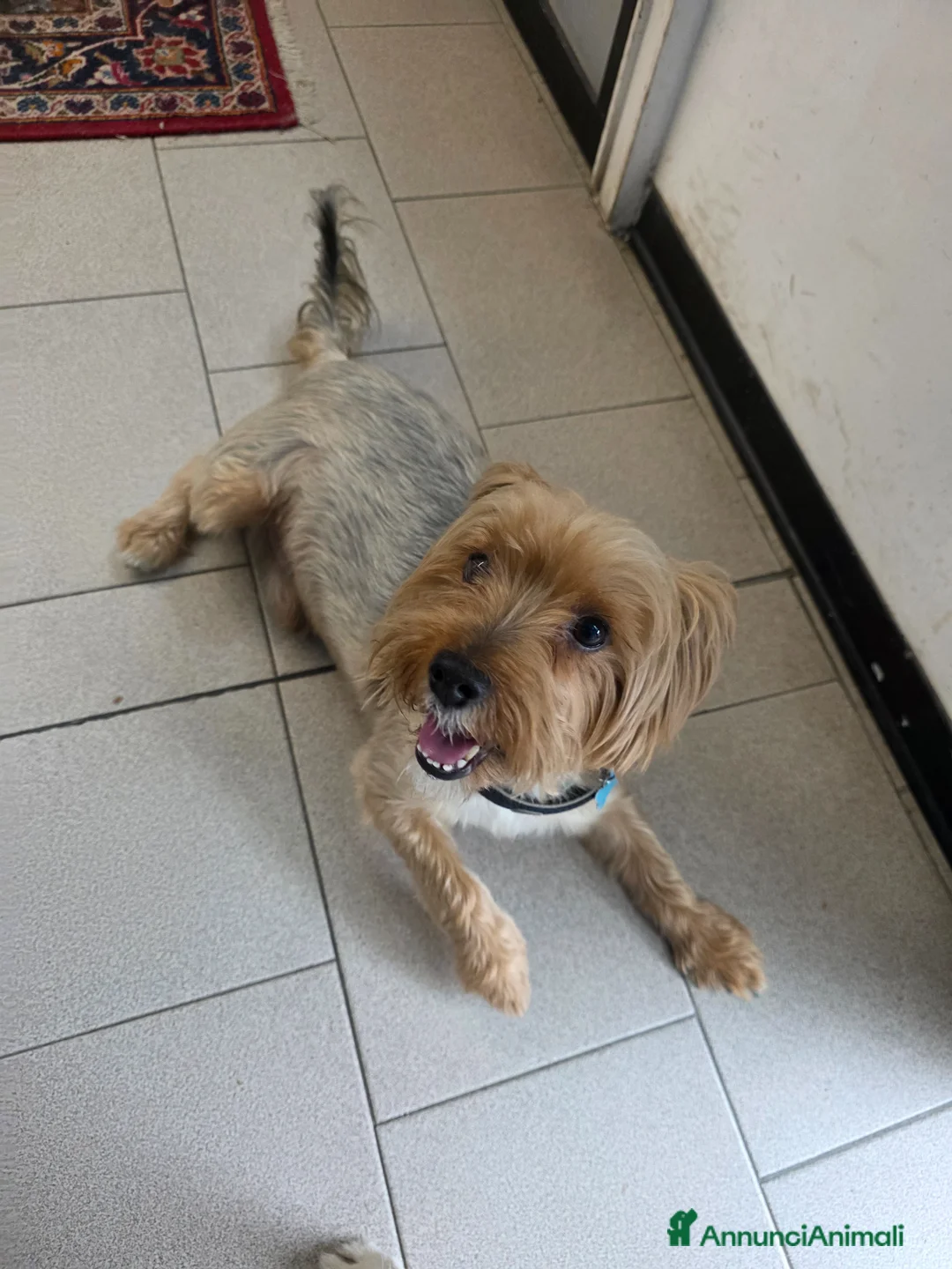 Yorkshire cani in regalo: Cedo BOMBER York di 8 anni disp. a dare incentivo a Provincia di Pesaro e Urbino - Annuncio 1