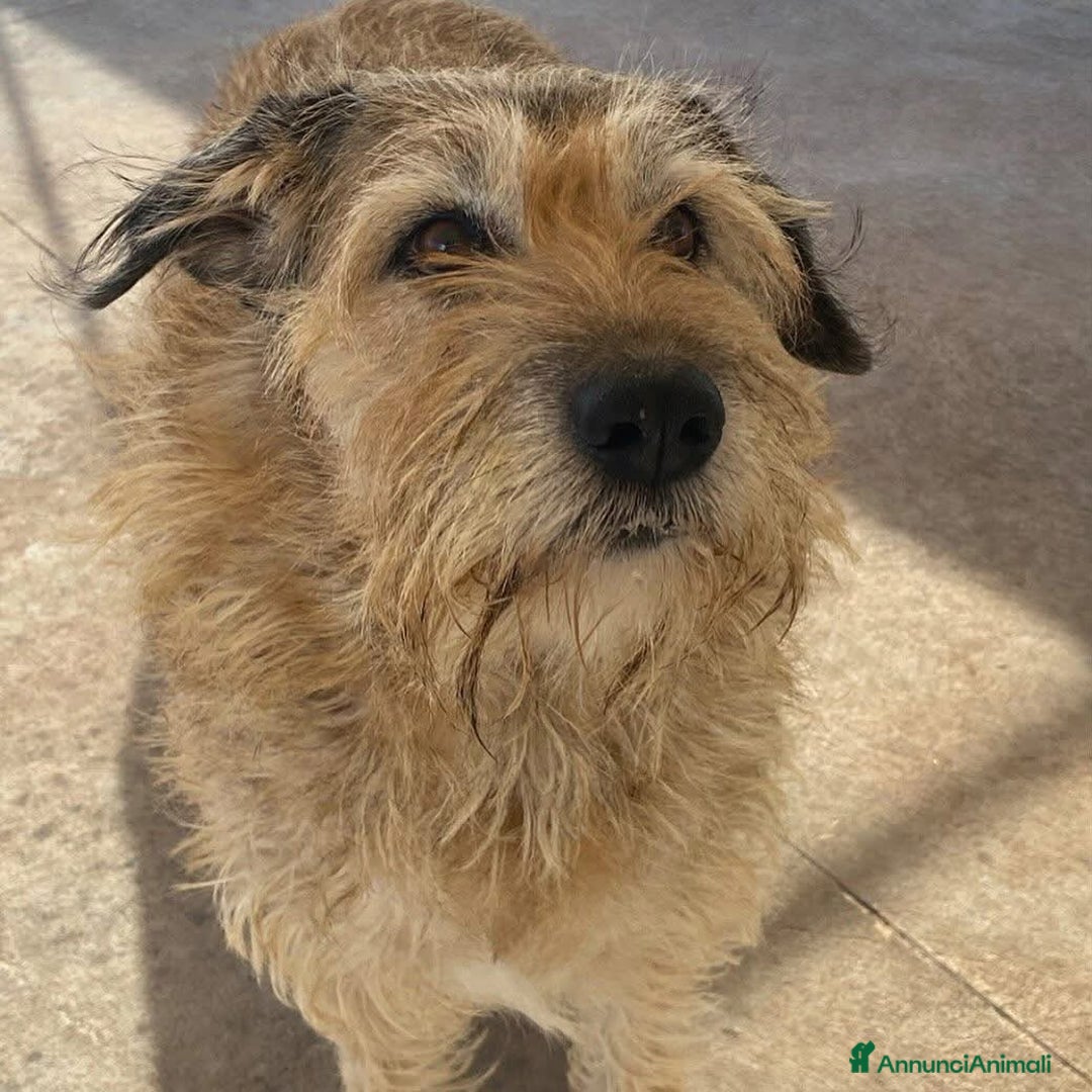 Spinone cani in regalo: REX spinone dolce e coccolone 7 anni cerca casa a Provincia di Latina - Annuncio 2