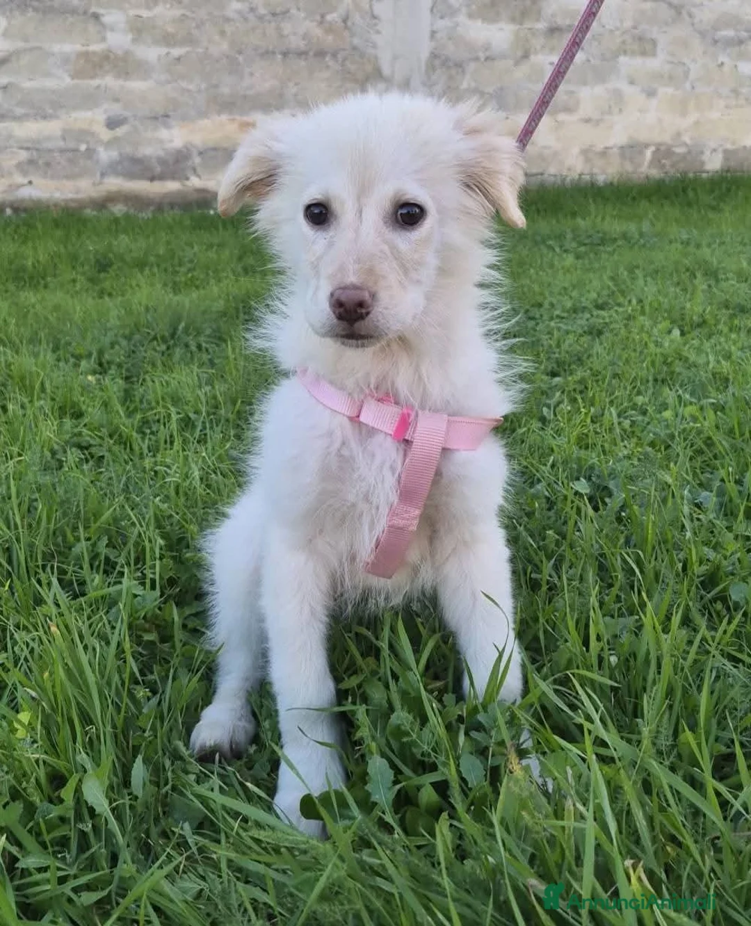 Meticcio cani in regalo: Ninfa, la cucciola rimasta sola - Annuncio 1