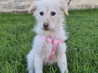 Meticcio cani Ninfa, la cucciola rimasta sola - Annuncio 2