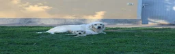 Golden Retriever cani in vendita: ultimi cuccioli golden retriever con pedigree - Annuncio 5