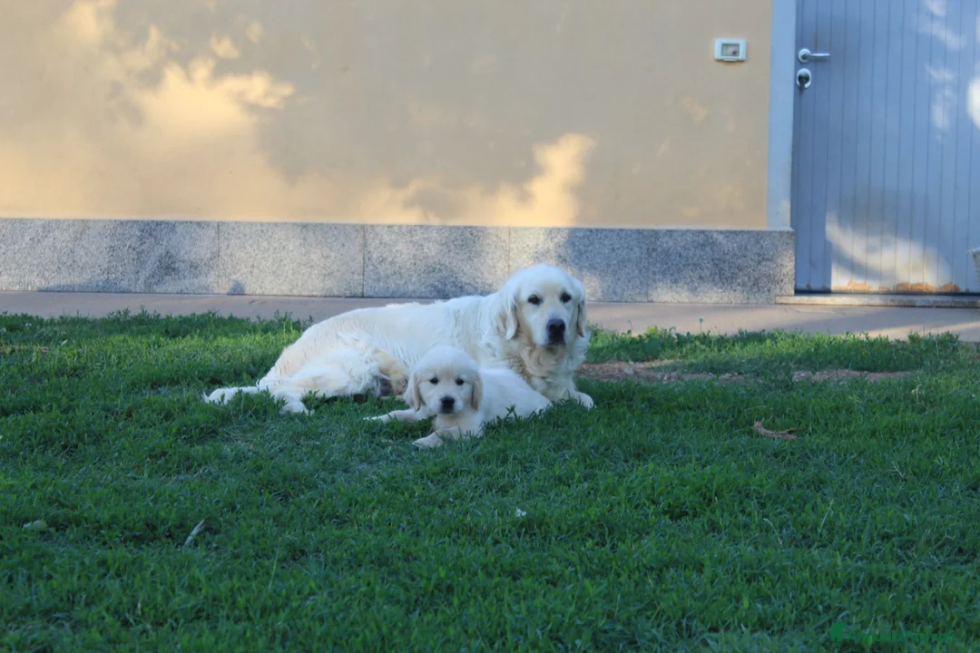 Golden Retriever cani in vendita: ultimi cuccioli golden retriever con pedigree - Annuncio 5