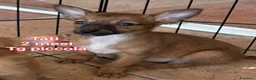 Meticcio cani in regalo: Cuccioli esclusi e soli a Città Metropolitana di Genova - Annuncio 5