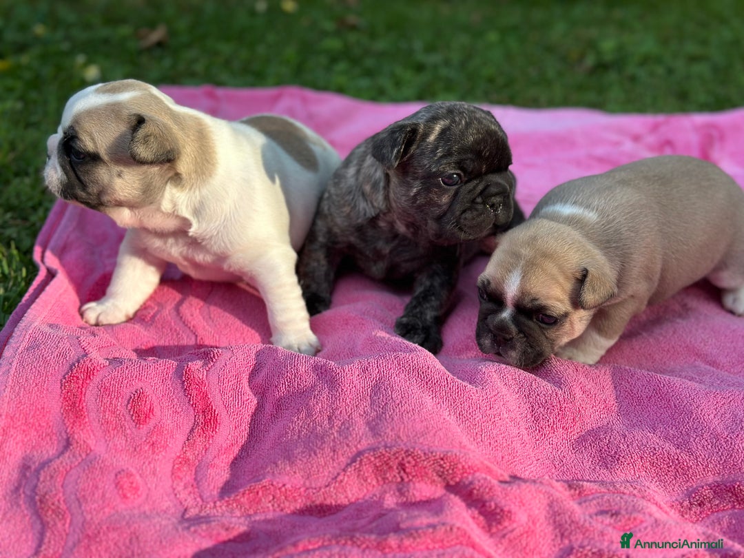 Bulldog Francese cani in vendita: Bulldog francese  a Città metropolitana di Roma Capitale - Immagine 3