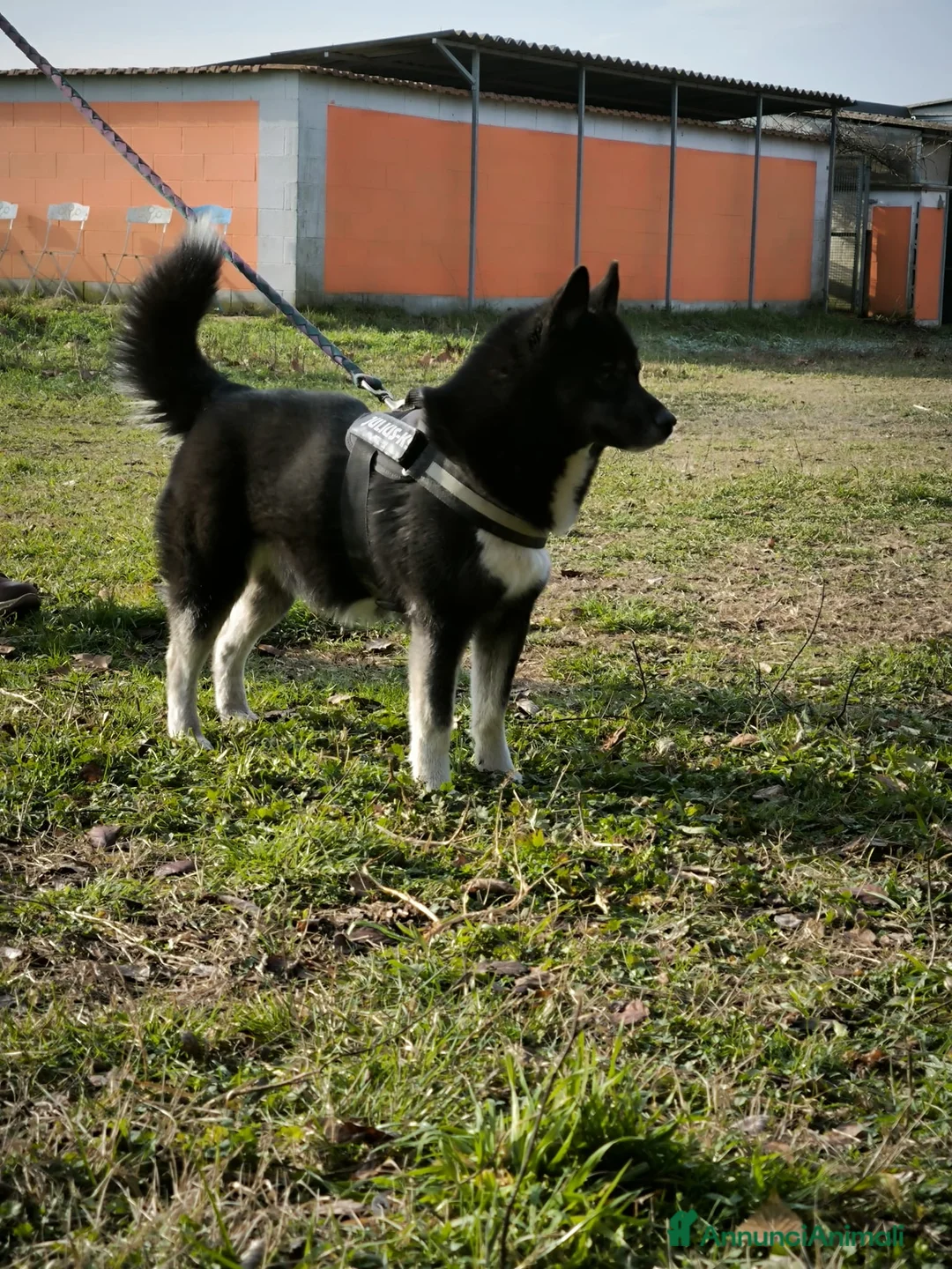 Husky cani in vendita: Siberian Husky cuccioli con pedigree - Annuncio 14