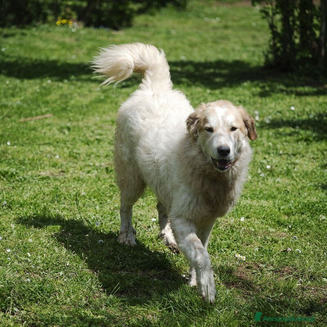 Meticcio cani in regalo: QUINCY HA BISOGNO DI UNA SVOLTA NELLA SUA VITA - Annuncio 4