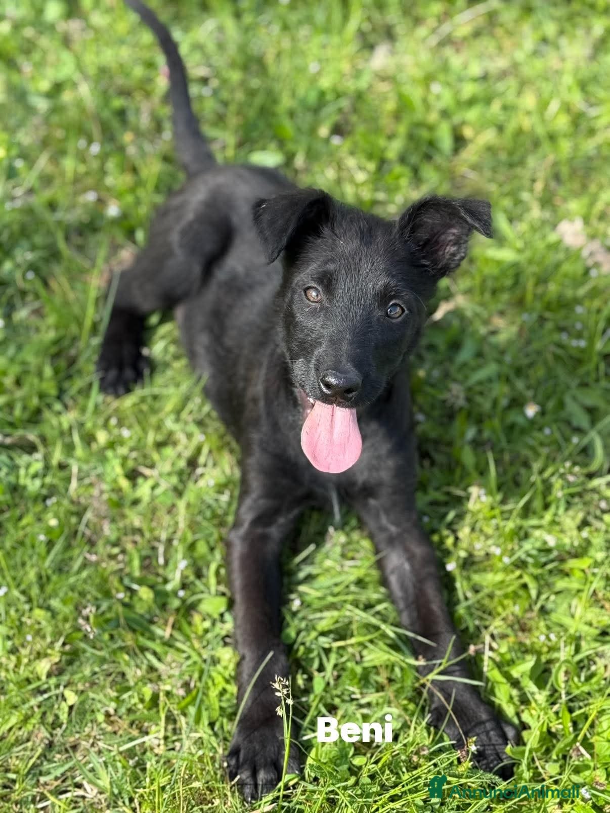 Meticcio cani in regalo: 3 dolci CUCCIOLI total black! Bellissimi - Annuncio 7