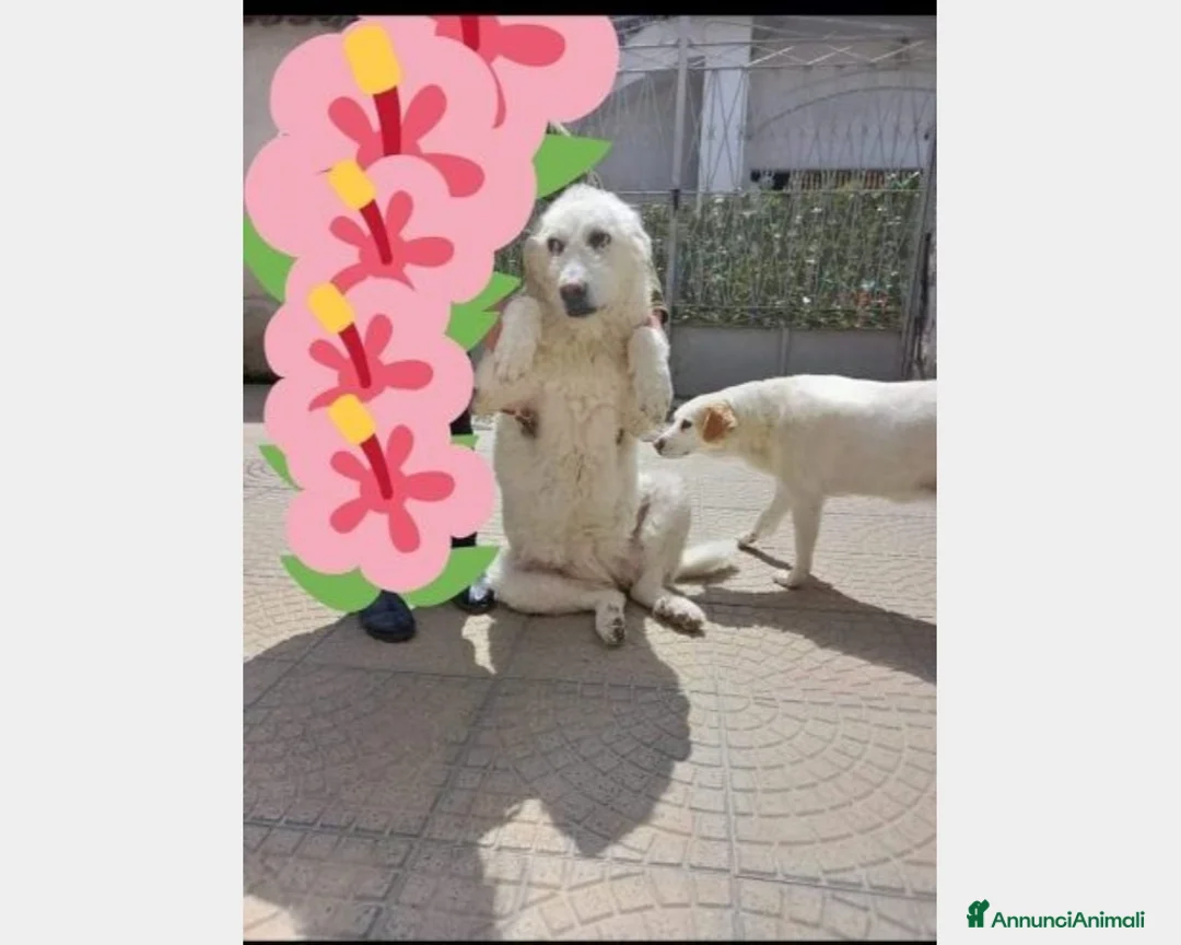 Meticcio cani in regalo: 3anni buonissima tg media rimasta sola NAPOLI a Milano - Annuncio 1