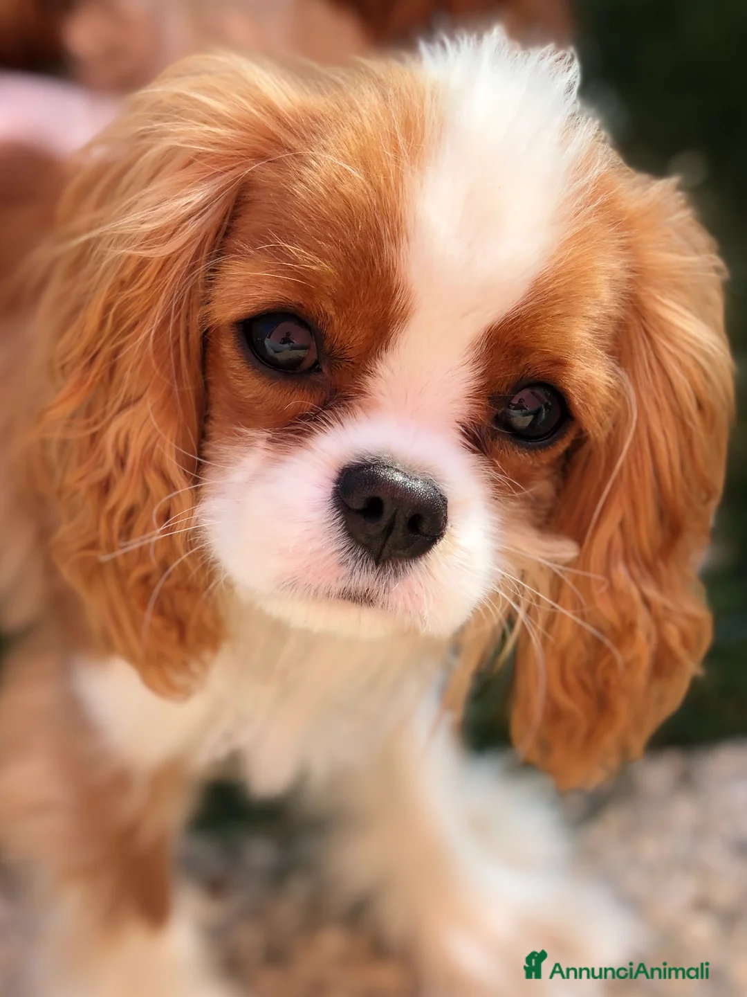 Immagine della galleria {{count}}