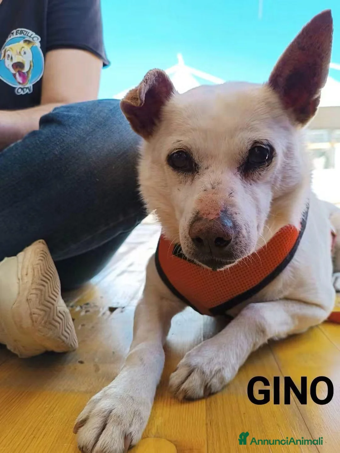 Meticcio cani in regalo: Gino, piccolo in cerca di famiglia  - Annuncio 3