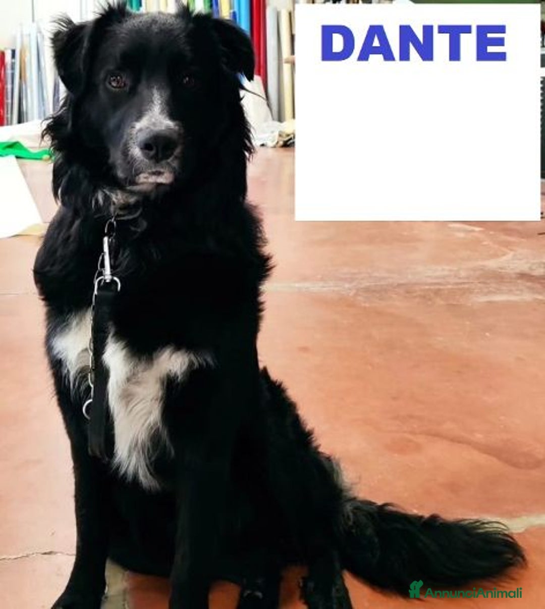 Meticcio cani in regalo: DANTE simil border affettuosissimo - Annuncio 2