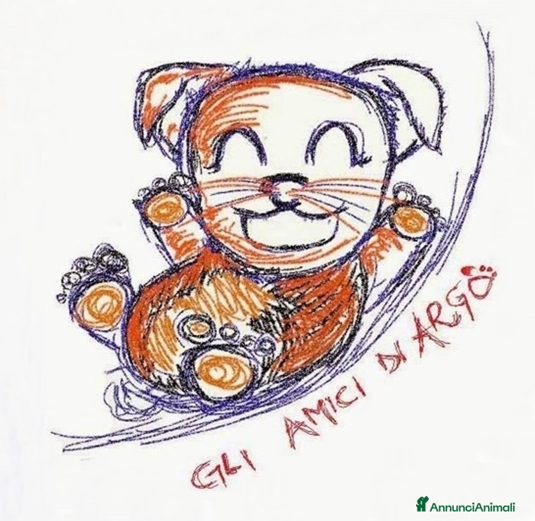 Bassotto cani in regalo: FRED E SAM CUCCIOLI 5 MESI SIMIL BASSOTTINI IN GAB - Annuncio 12