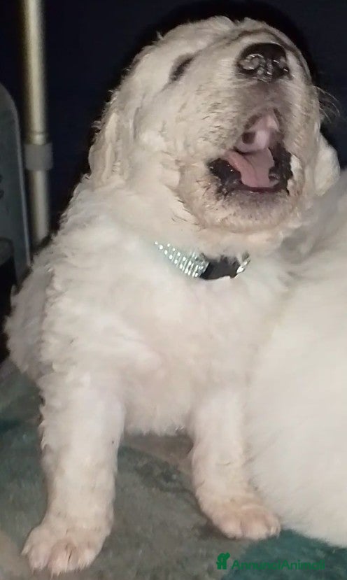 Pastore Maremmano cani Cuccioli Pastore Abruzzese Ricci Speronati  - Annuncio 2