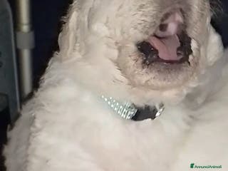 Pastore Maremmano cani Cuccioli Pastore Abruzzese Ricci Speronati - Annuncio 2