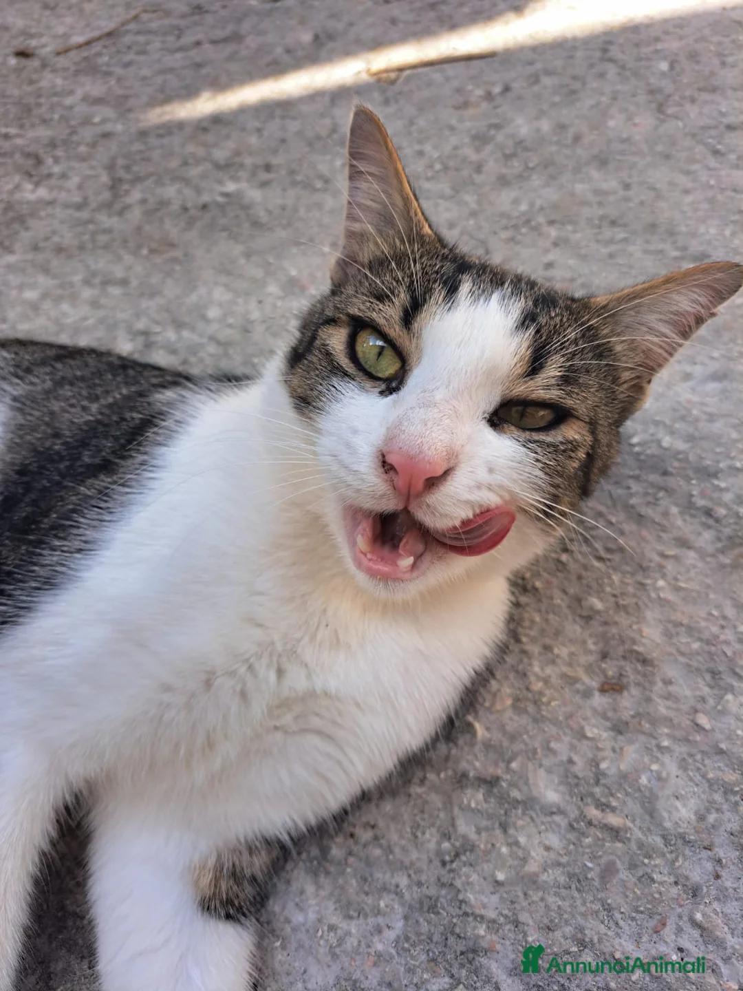 Altre razze gatti in regalo: CERCA CASA 🏡 - Annuncio 2