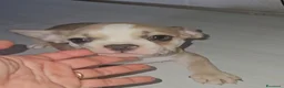 Bulldog Francese cani in vendita: Bulldog francese femmina  - Annuncio 10
