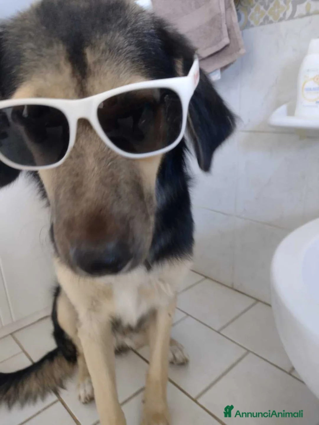 Meticcio cani in regalo: Splendido Simil Pastore di 8 mesi (Catania) - Annuncio 4