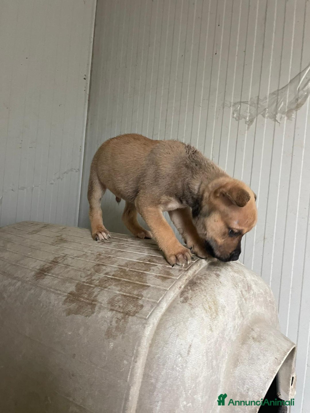 Pitbull cani in regalo: SPLENDIDI CUCCIOLOTTI MIX MOLOSSIDI - Annuncio 4