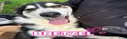 Meticcio cani in regalo: BRETZEL 🩷-cucciola cerca 8ancora, ancora) casa 😢 - Annuncio 2