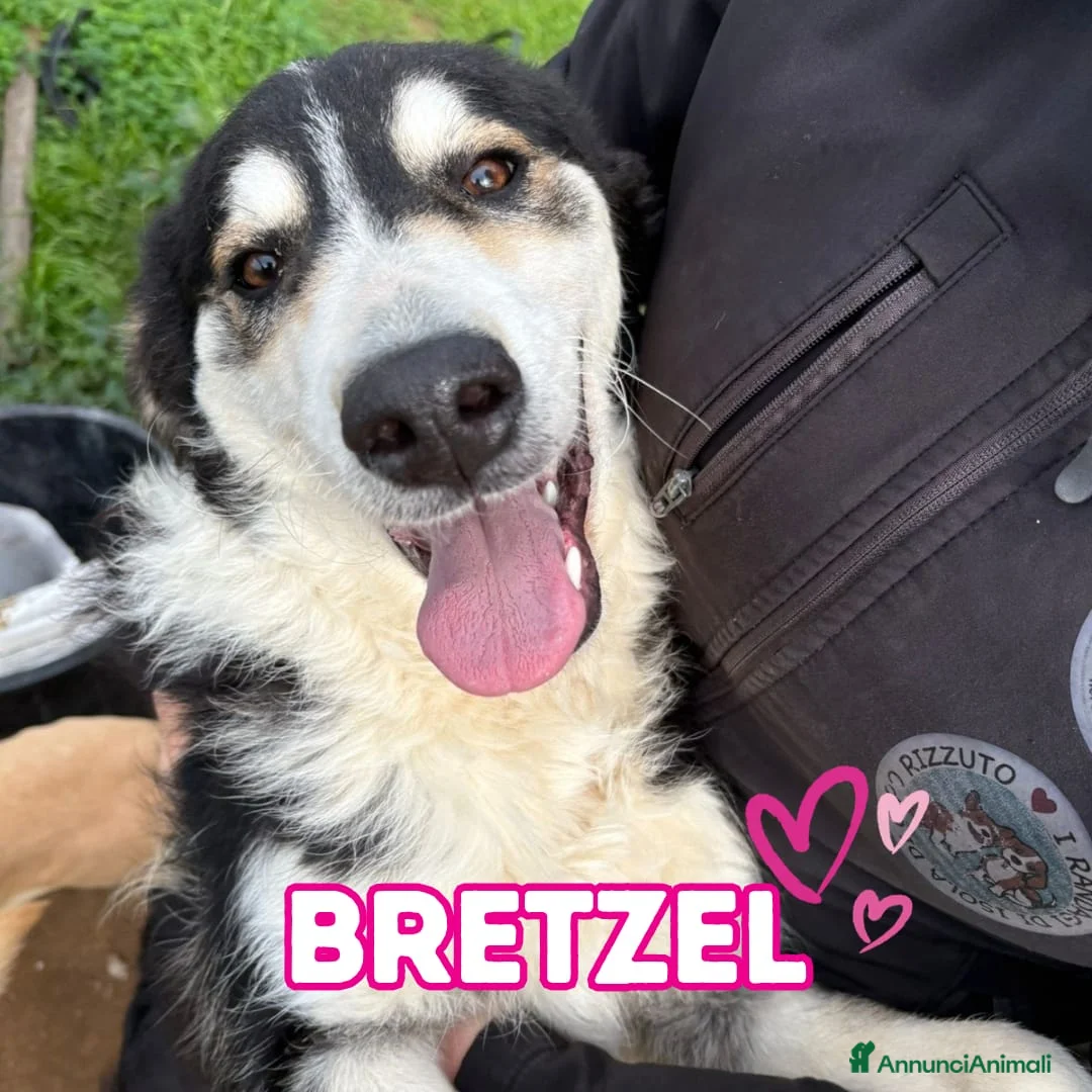 Meticcio cani in regalo: BRETZEL 🩷-cucciola cerca 8ancora, ancora) casa 😢 - Annuncio 2