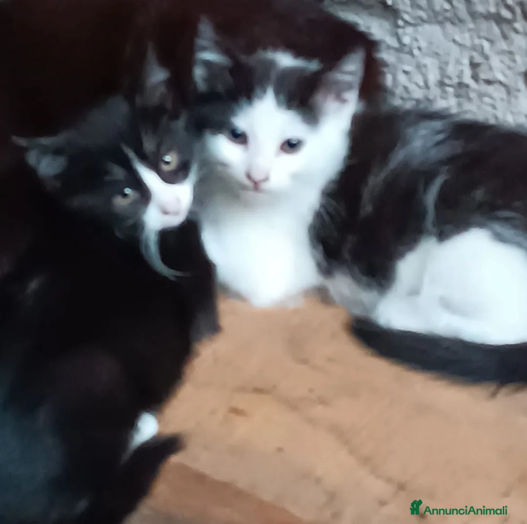 Meticcio gatti in regalo: regalo due bellissimi gattini di due mesi  - Annuncio 3