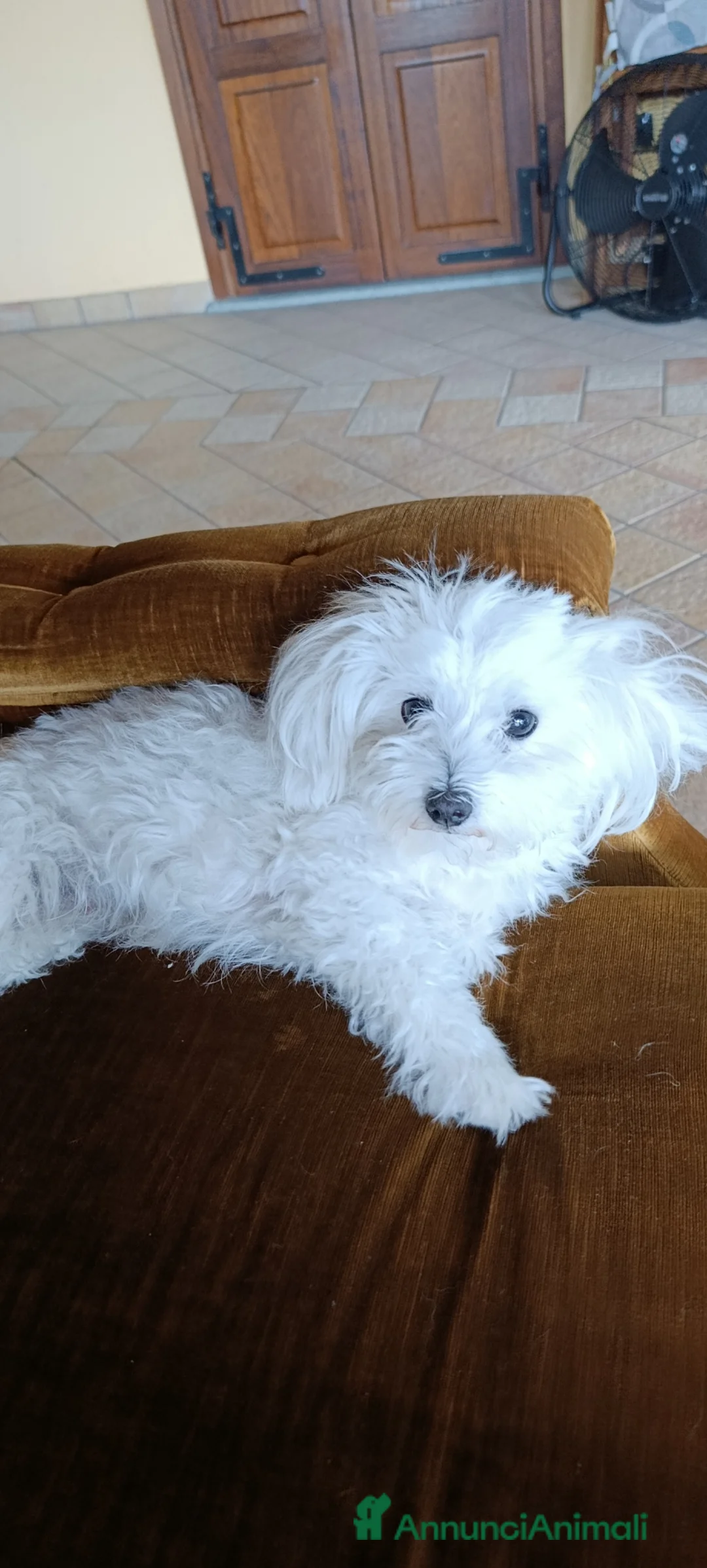 Maltese cani in vendita: Cuccioli mamtesi a Provincia di Cuneo - Annuncio 2