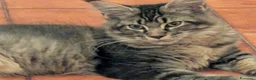 Maine Coon gatti in vendita: Maine Coon - Annuncio 12