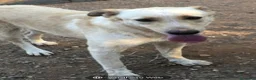 Meticcio cani in regalo: Zaira(mamma Pastore tedesco)3/4anni,zero richieste - Annuncio 1