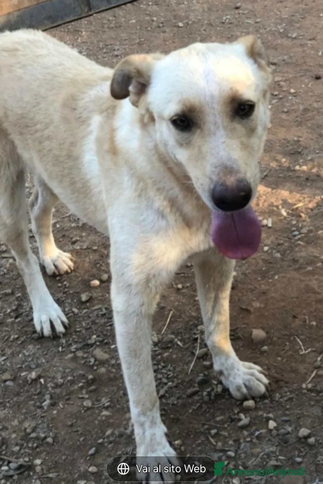 Meticcio cani in regalo: Zaira(mamma Pastore tedesco)3/4anni,zero richieste - Annuncio 1
