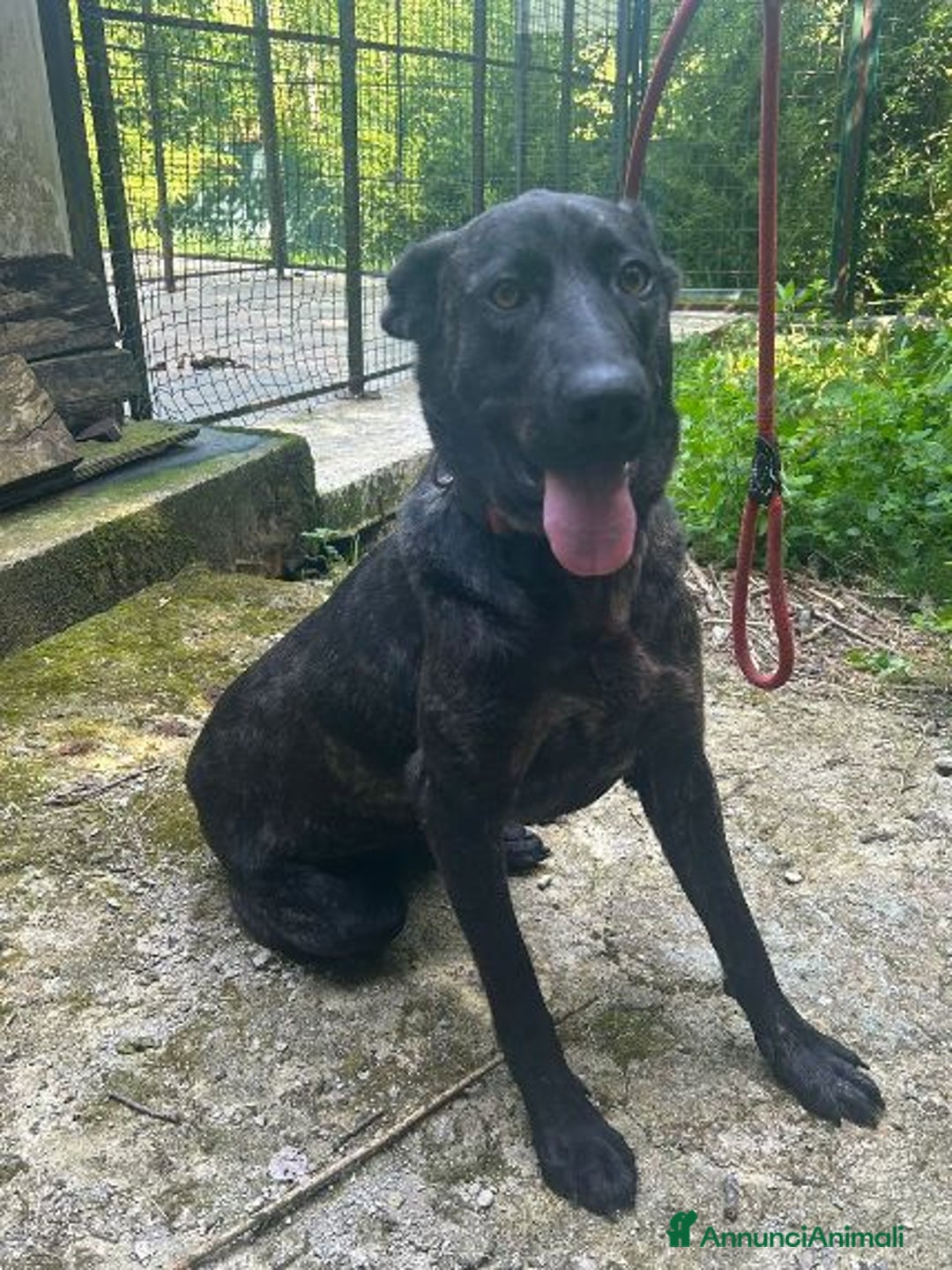 Meticcio cani in regalo: ORSA splendida tg grande giovane e socievole - Annuncio 5