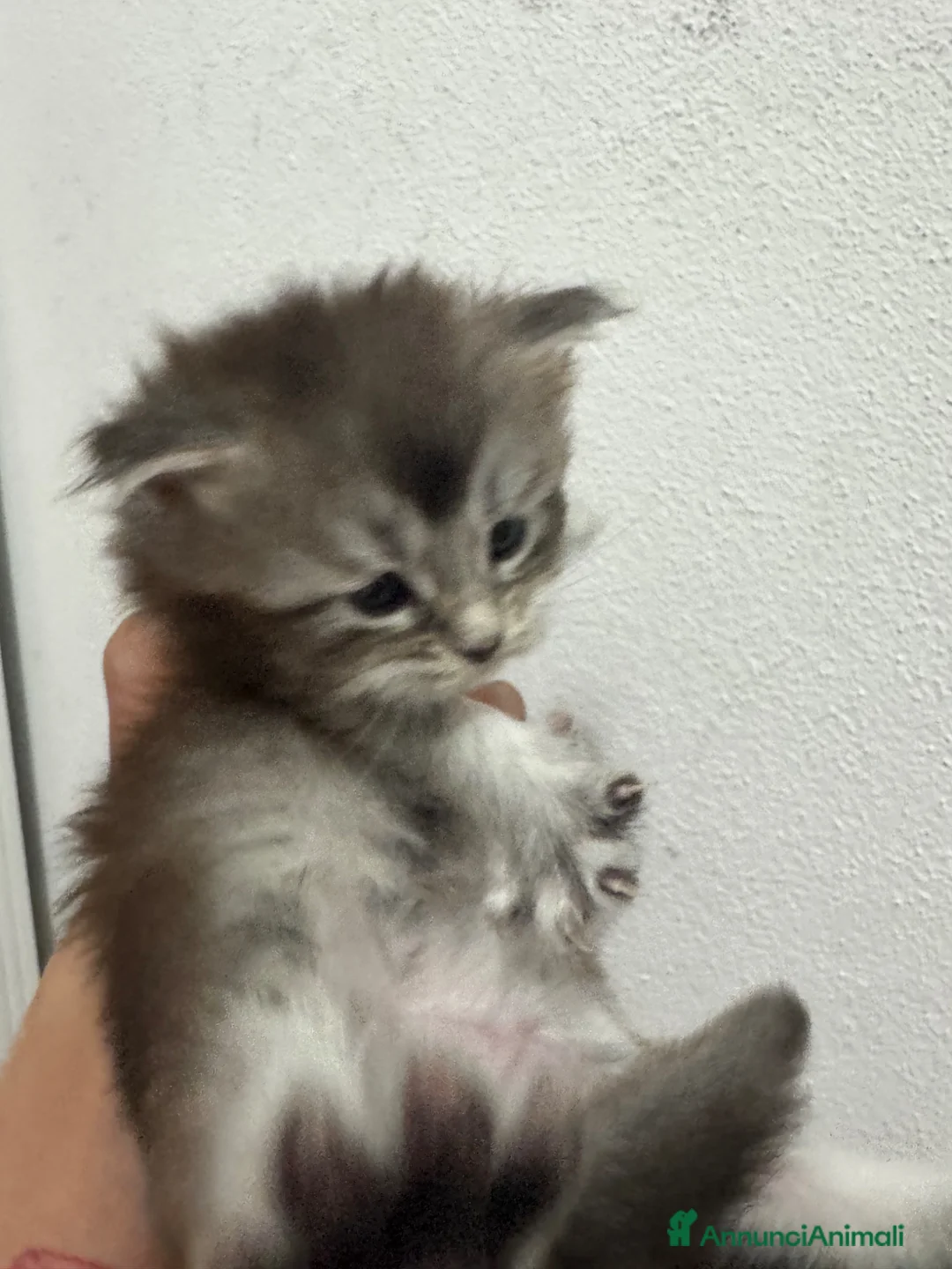 Maine Coon gatti in vendita: BELLISSIMI CUCCIOLI MAINE COON - Annuncio 1