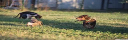 Pitbull cani in vendita: Cuccioli Pit Bull con pedigree anche a rate - Annuncio 12