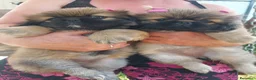 Pechinese cani in vendita: piccoli cuccioli di pechinese - Annuncio 5