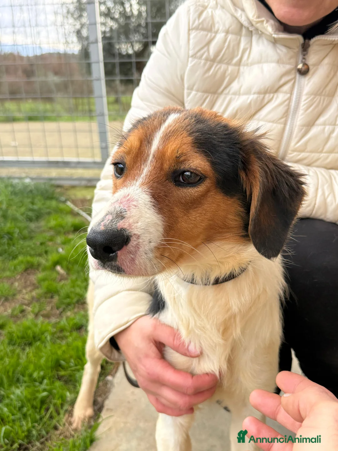 Meticcio cani in regalo: Megy  a Provincia di Lecco - Annuncio 4