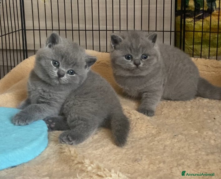 British gatti British shorthair blu - Annuncio 12