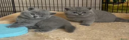 British gatti in vendita: British shorthair blu - Annuncio 1