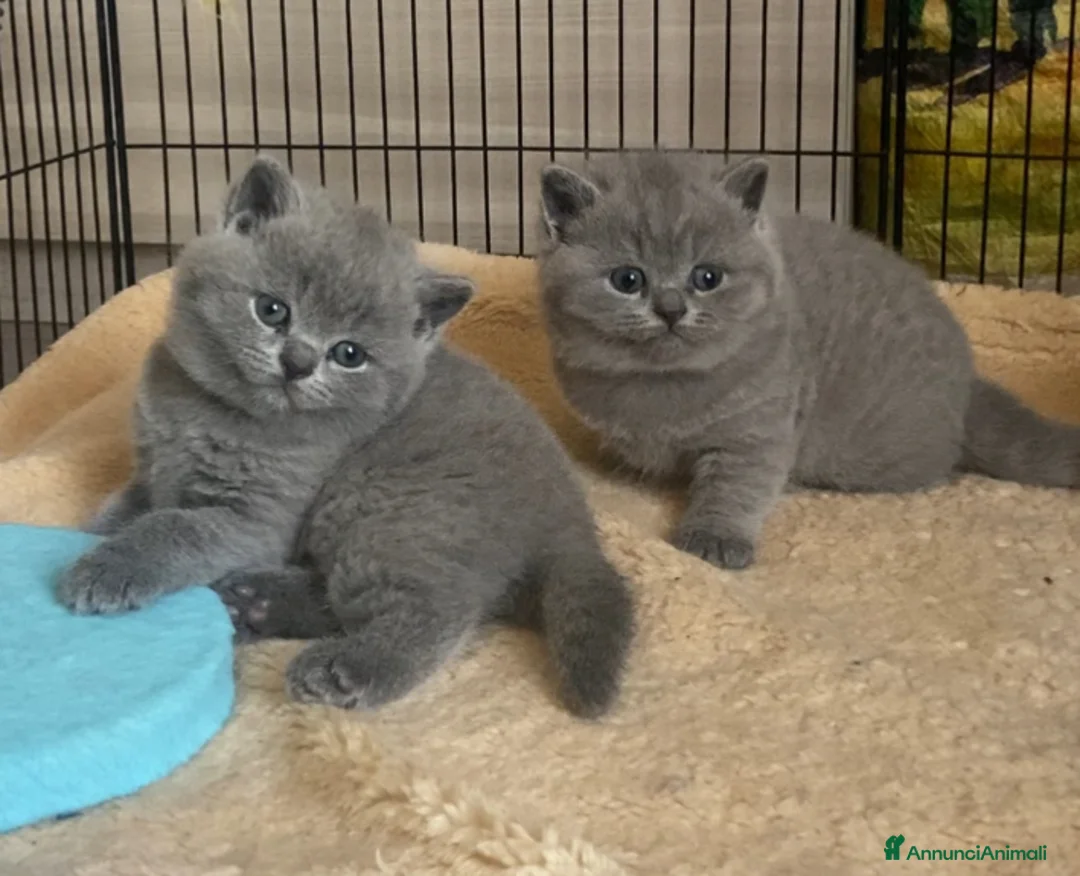 British gatti in vendita: British shorthair blu - Annuncio 1