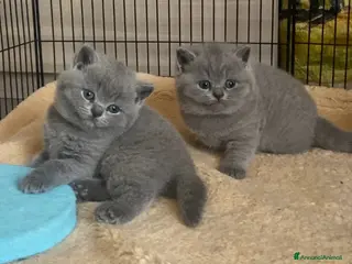 British gatti British shorthair blu - Annuncio 12