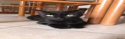 Altre razze gatti in regalo: Urgente 🚨 MARTA CERCA CASA 🏡 - Annuncio 1