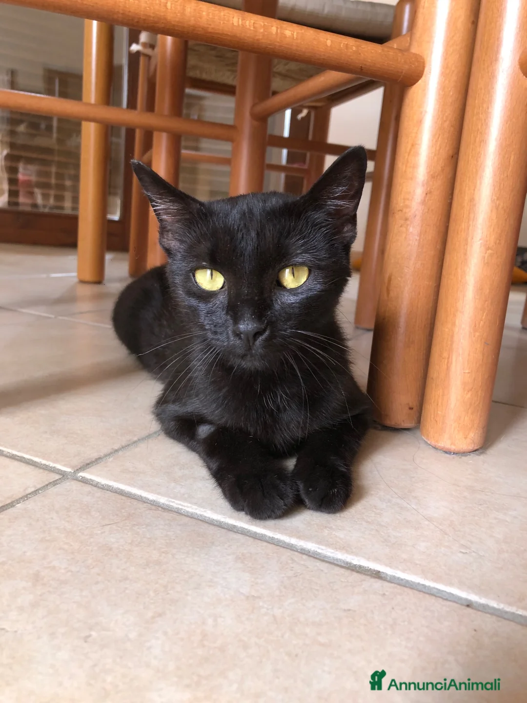 Altre razze gatti in regalo: Urgente 🚨 MARTA CERCA CASA 🏡 - Annuncio 1