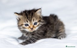 Siberiano gatti in vendita: Splendidi cuccioli gatto siberiano disponibili a Città Metropolitana di Torino - Immagine 4